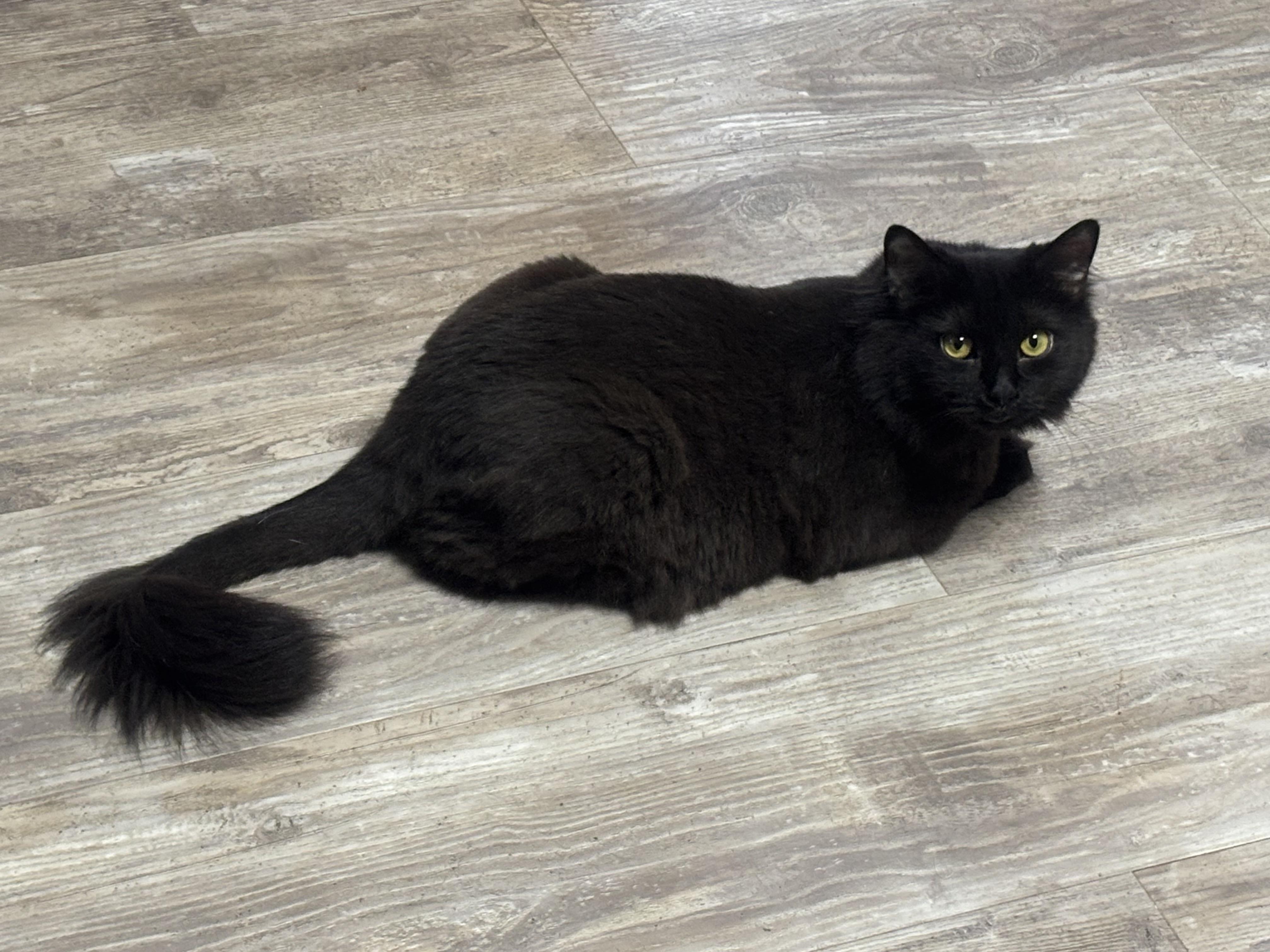 Enlarge Michelle, a Adoptable Domestic Long Hair in Pittsburgh, PA image 1/5
