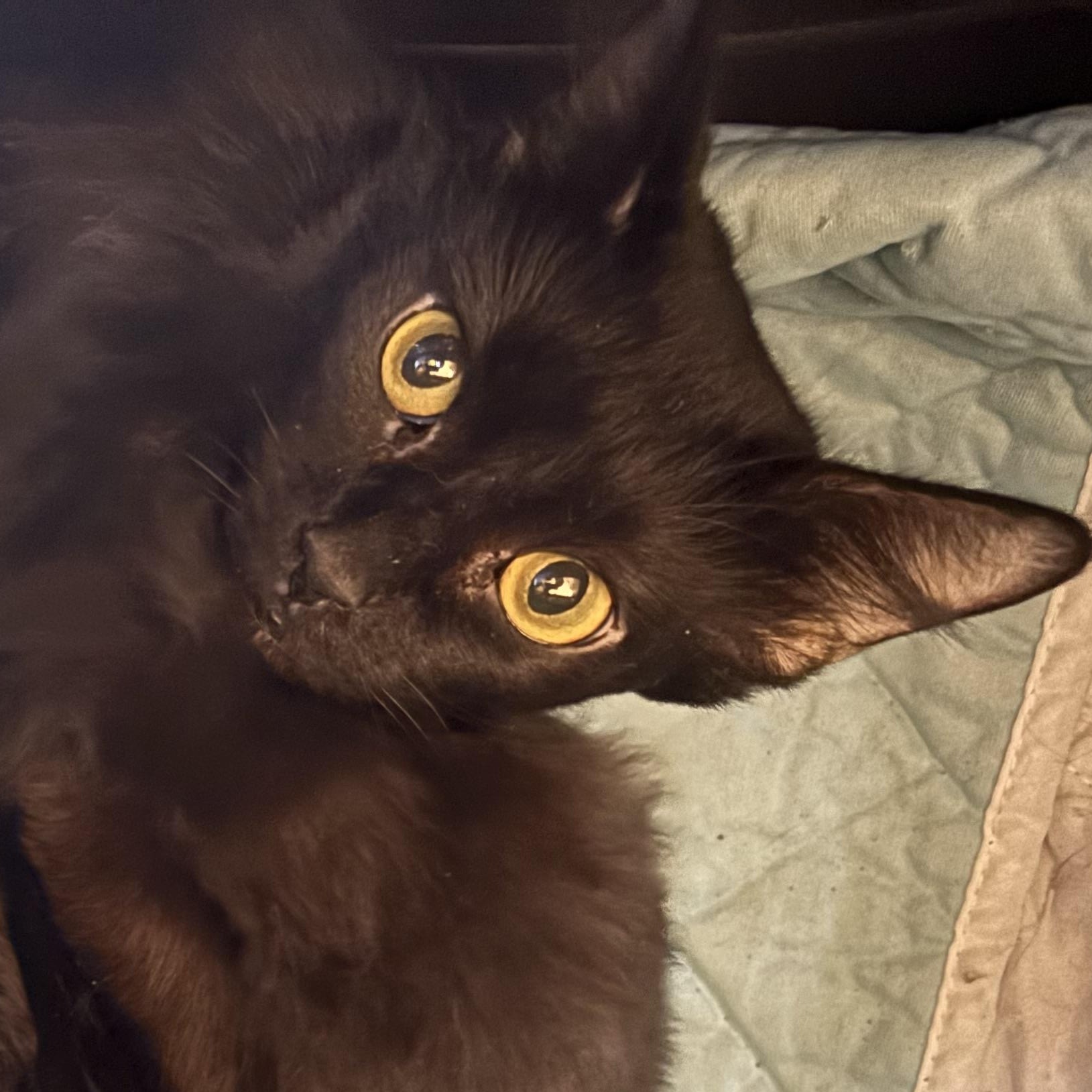 Michelle, Adoptable, Adult Female Domestic Long Hair.