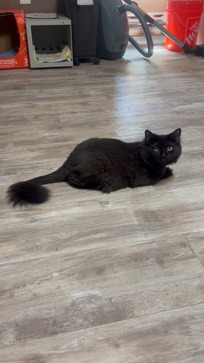 Enlarge Michelle, a Adoptable Domestic Long Hair in Pittsburgh, PA video 4/5
