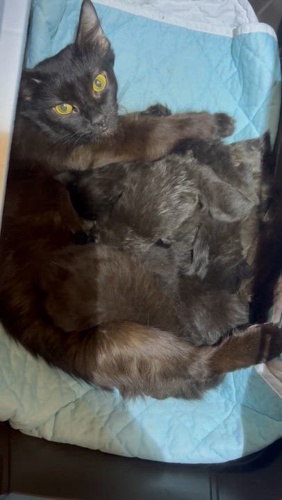 Enlarge Michelle, a Adoptable Domestic Long Hair in Pittsburgh, PA video 3/4