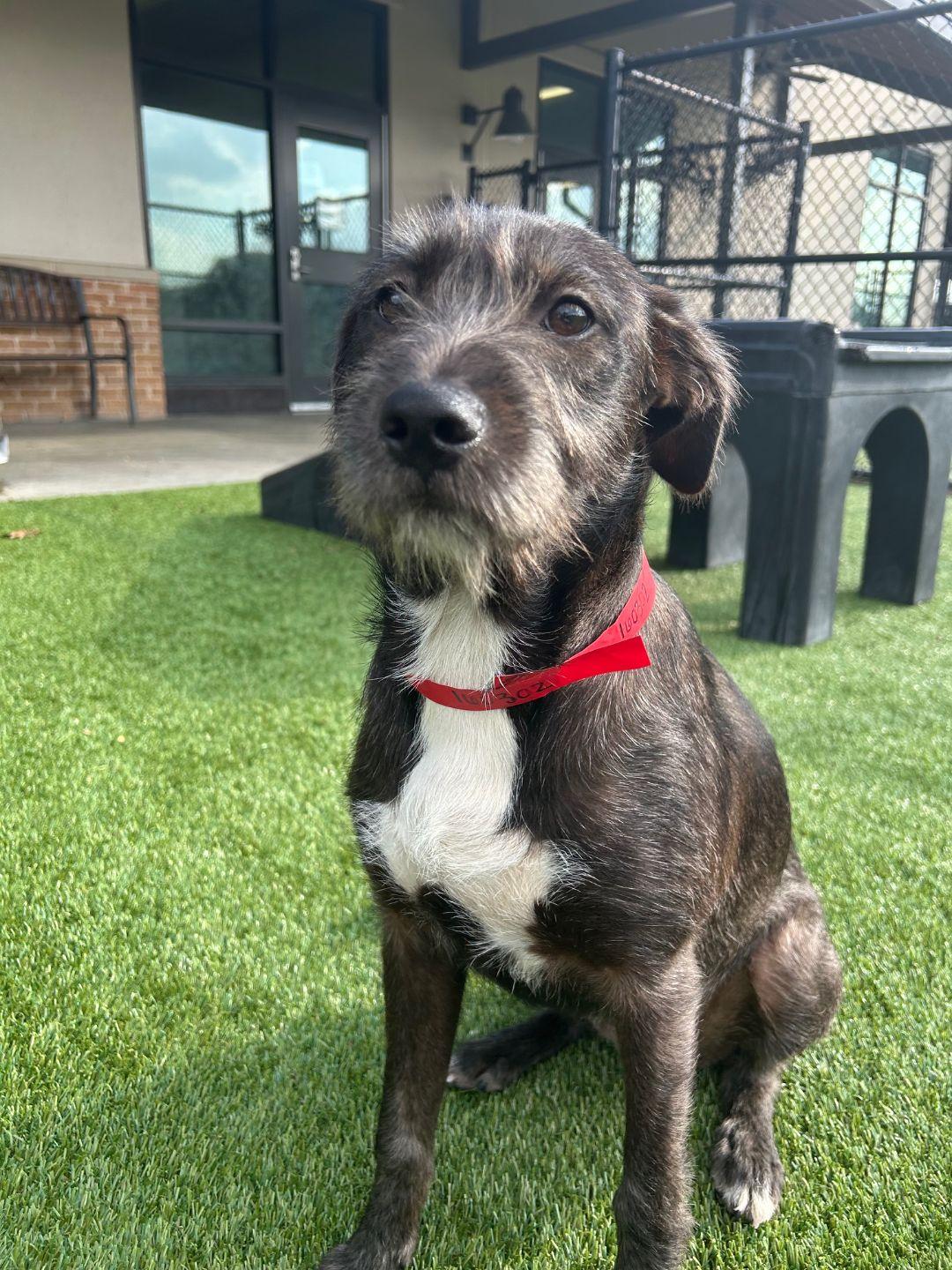Daisy, an adoptable Mixed Breed in Cooperstown, NY image 3/3