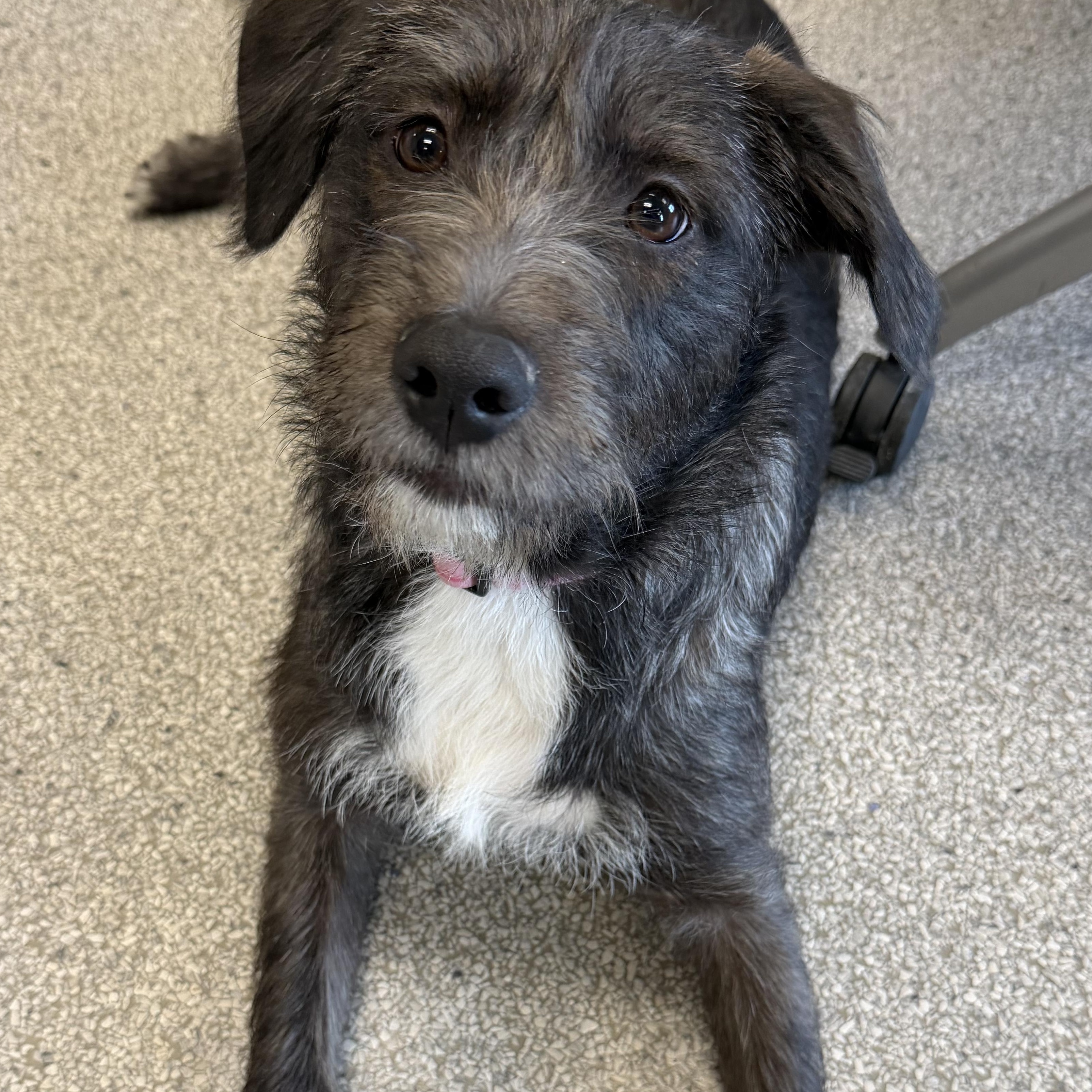 Daisy, an adoptable Mixed Breed in Cooperstown, NY image 1/3
