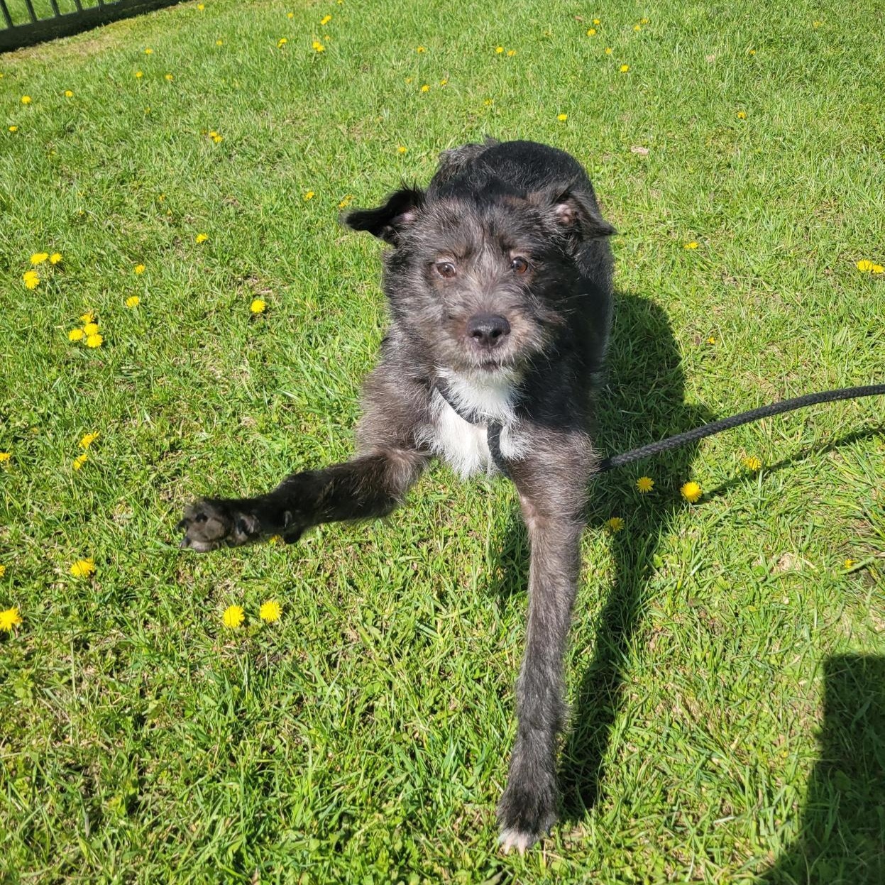 Daisy, an adoptable Mixed Breed in Cooperstown, NY image 2/3