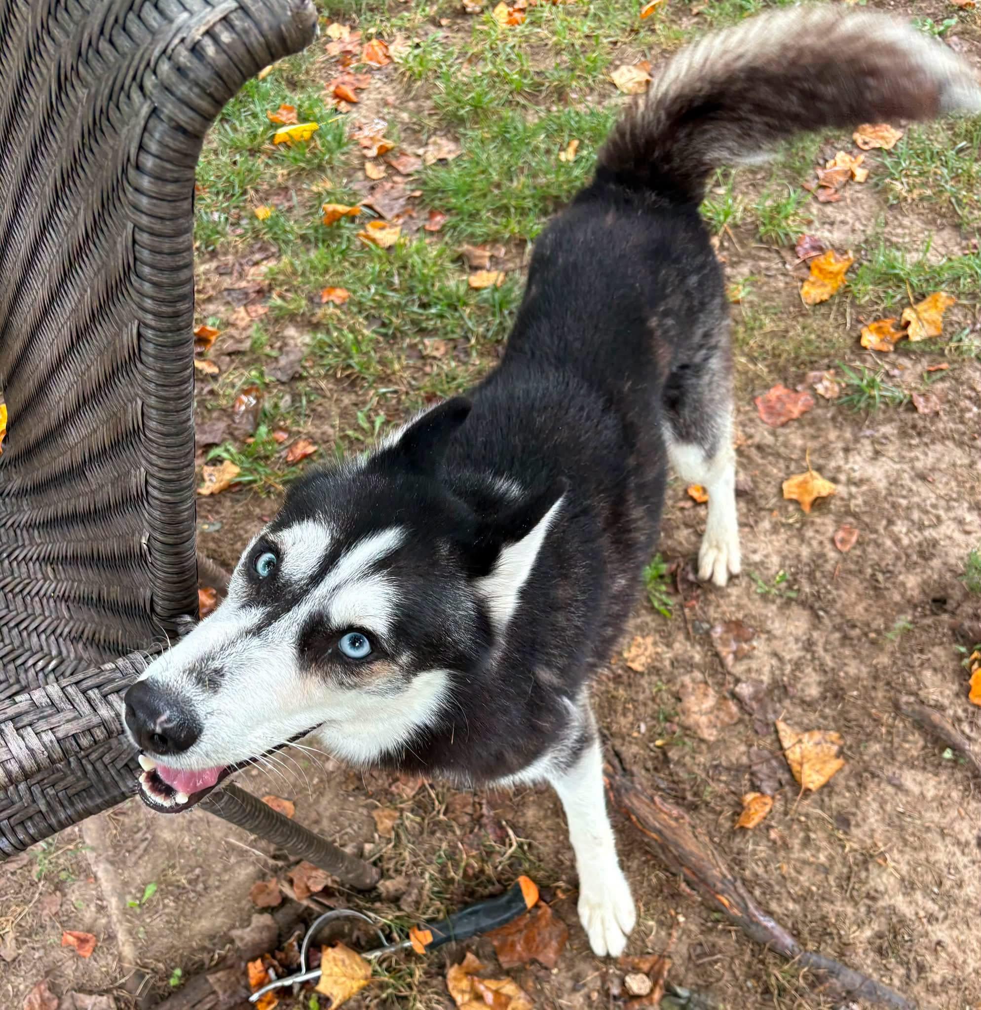 Enlarge Zane, a ADOPTABLE Siberian Husky in Jefferson City, MO image 3/3