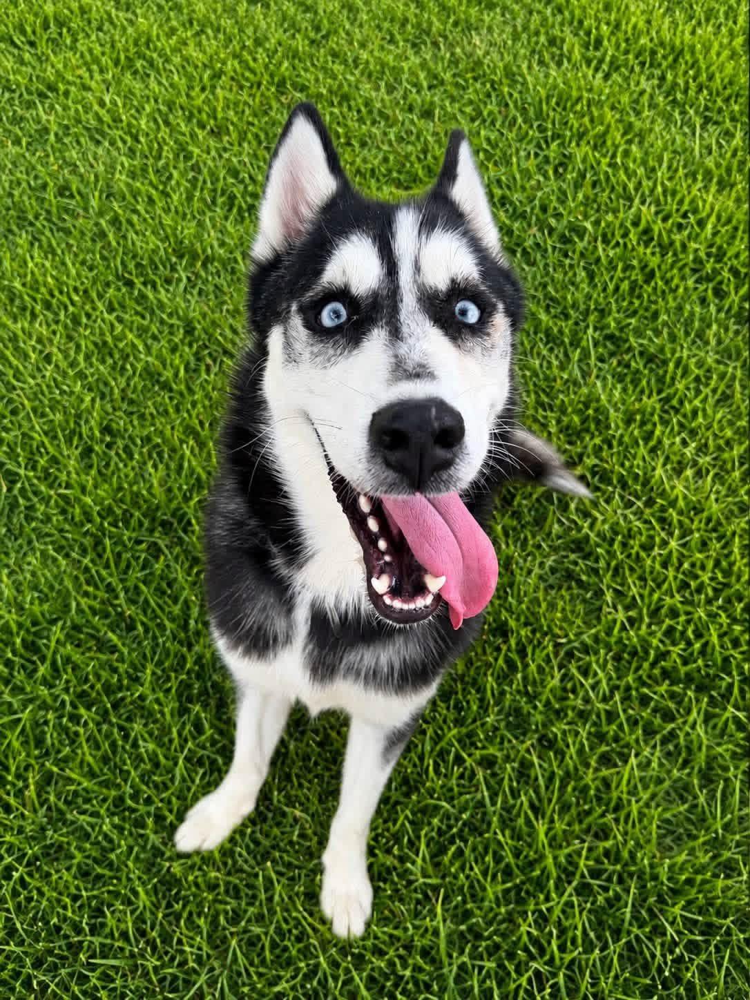 Enlarge Zane, a Adoptable Siberian Husky in Jefferson City, MO image 4/5