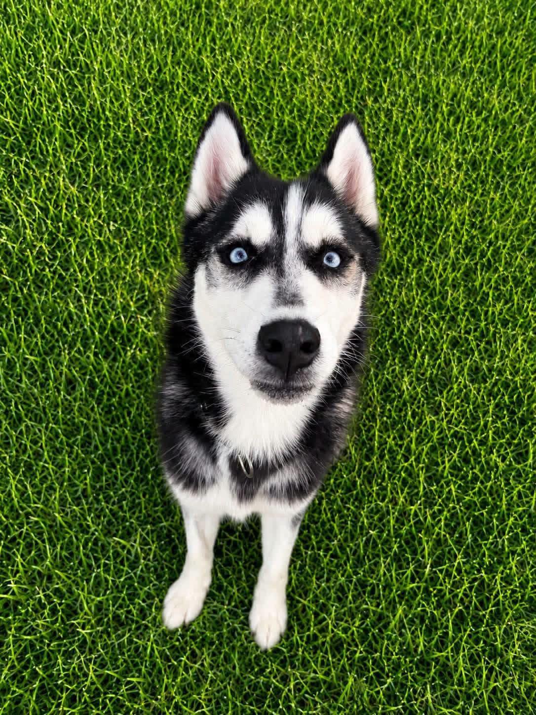 Enlarge Zane, a Adoptable Siberian Husky in Jefferson City, MO image 3/5