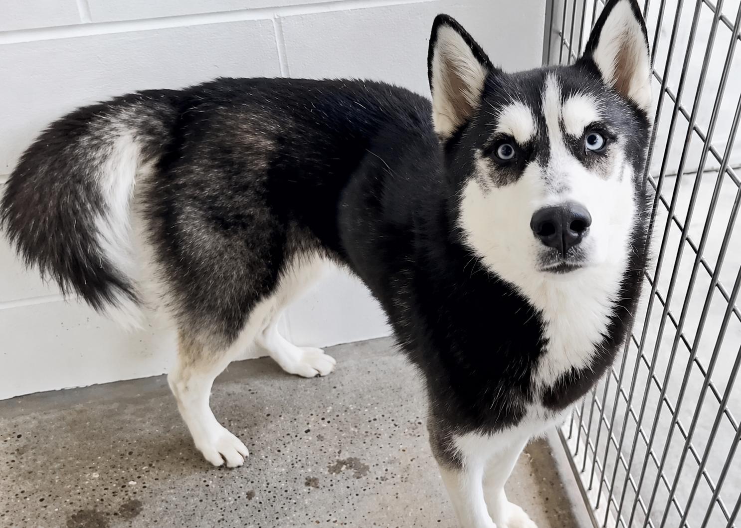 Zane, ADOPTABLE, Young Male Siberian Husky.