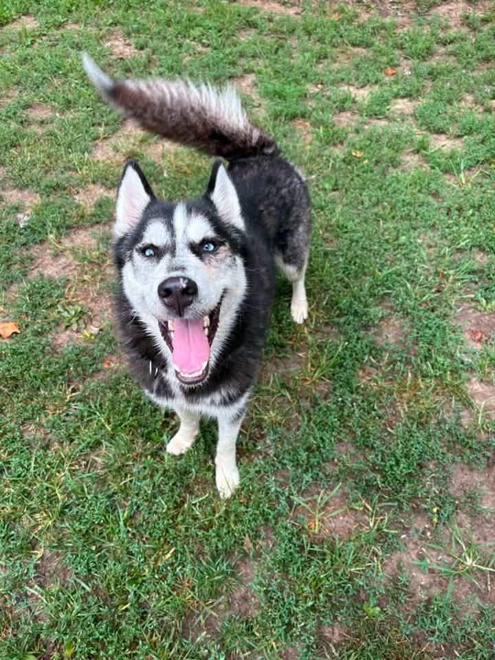 Enlarge Zane, a ADOPTABLE Siberian Husky in Jefferson City, MO image 2/3