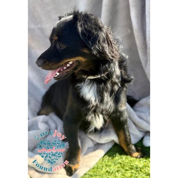 Enlarge Skeeter, a Adopted mixed breed in Inglewood, CA image 2/2