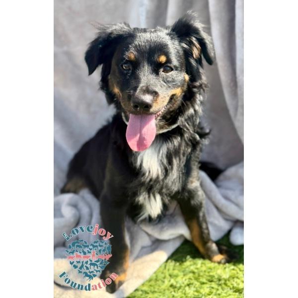 Enlarge Skeeter, a Adopted mixed breed in Inglewood, CA image 1/2