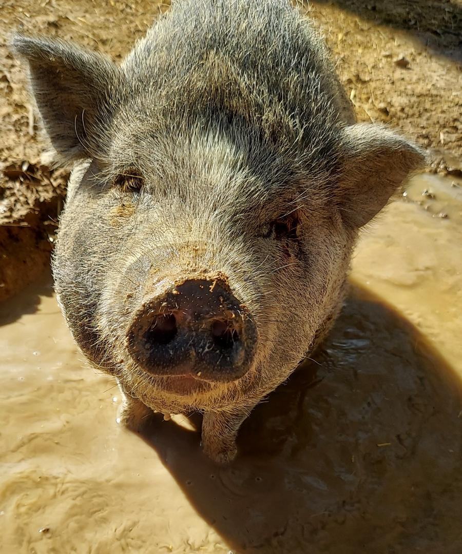 Enlarge Mini pixie tea cup micro PIG, a Adoptable Pot Bellied in Overton, NV image 1/3