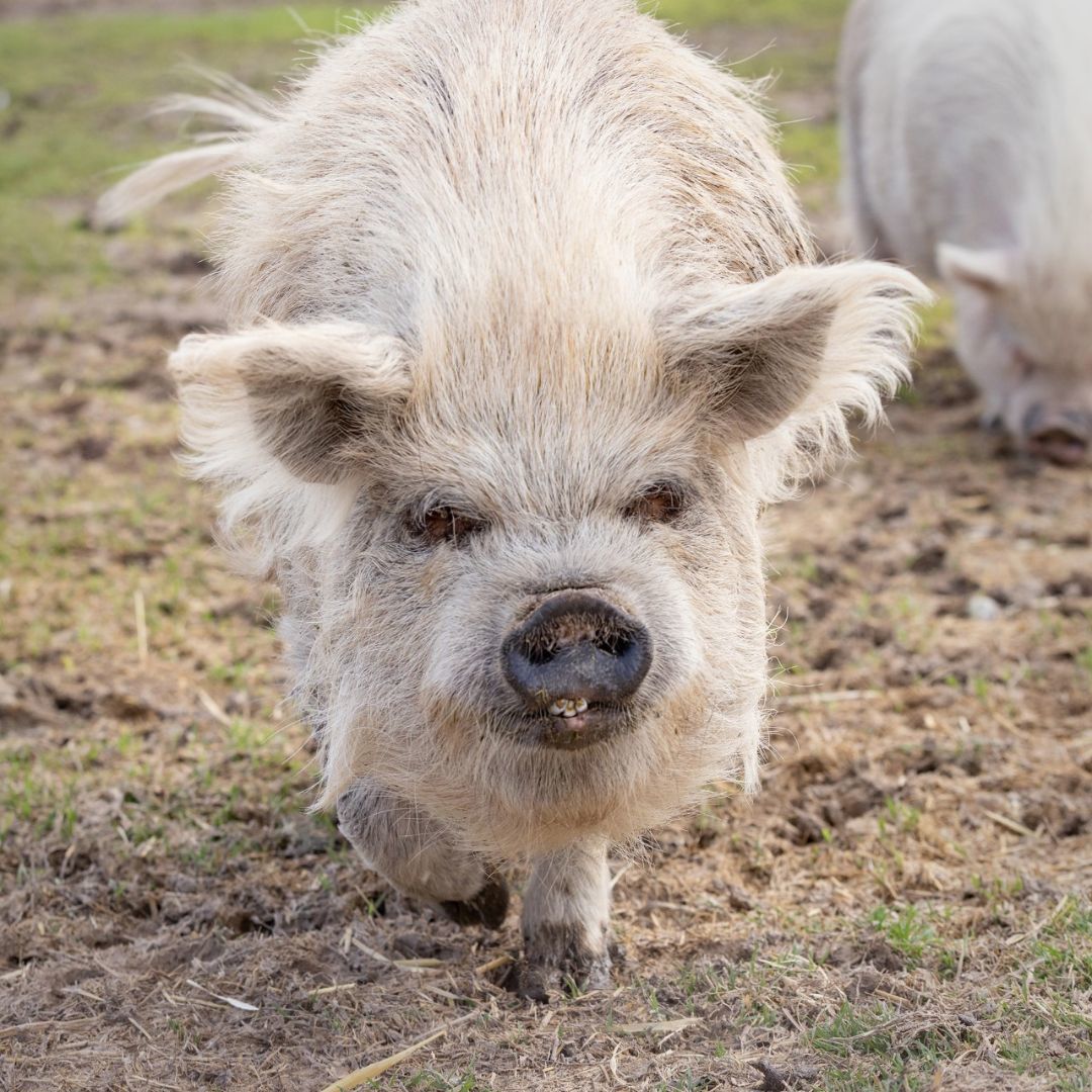 Mini pixie tea cup micro PIG photo 2
