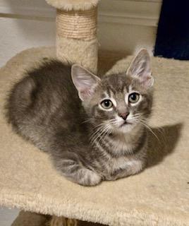 Enlarge Eduardo, an adopted Domestic Short Hair in Pasco, WA image 1/1