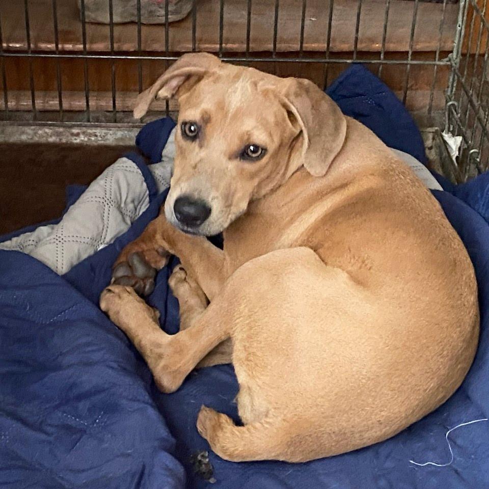 Bean, Adoptable, Young Female Hound.