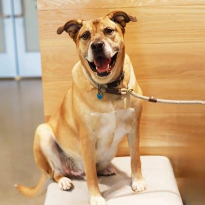 Enlarge Jericho, a Adoptable mixed breed in Atlanta, GA image 3/3