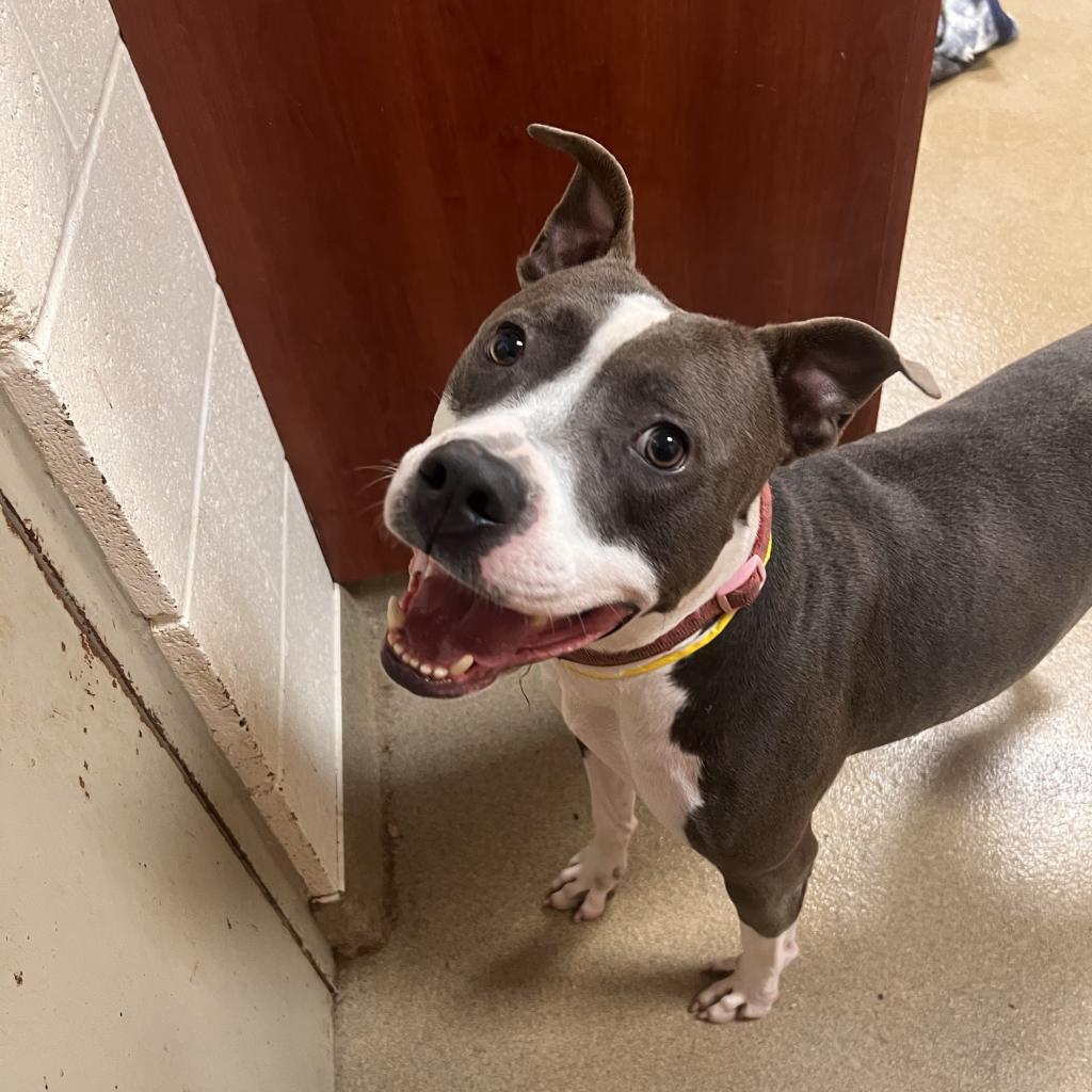 Zap, Adoptable, Adult Male American Bulldog.