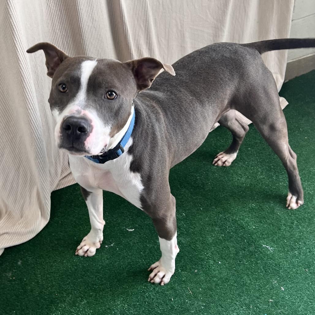 Enlarge Zap, a Adoptable mixed breed in Columbus, GA image 2/3