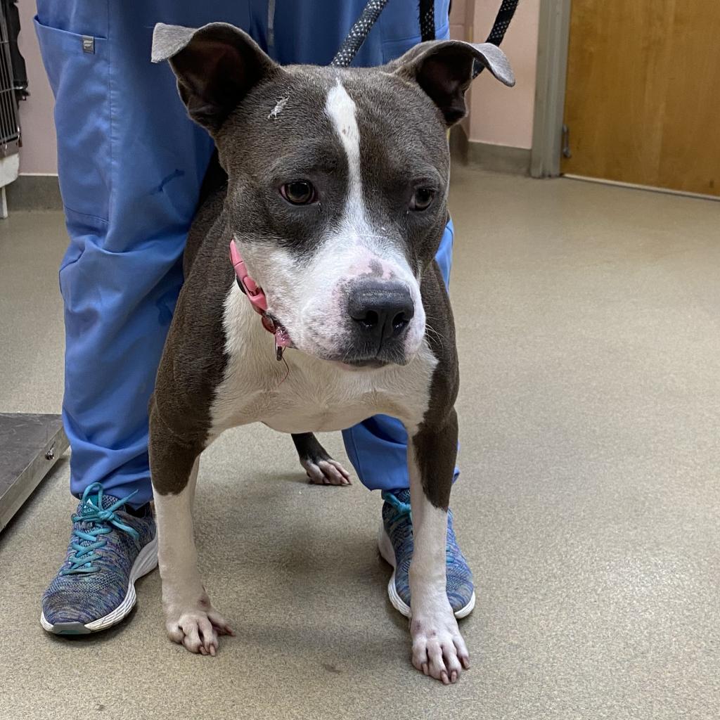 Enlarge Zap, a Adoptable mixed breed in Columbus, GA image 3/3