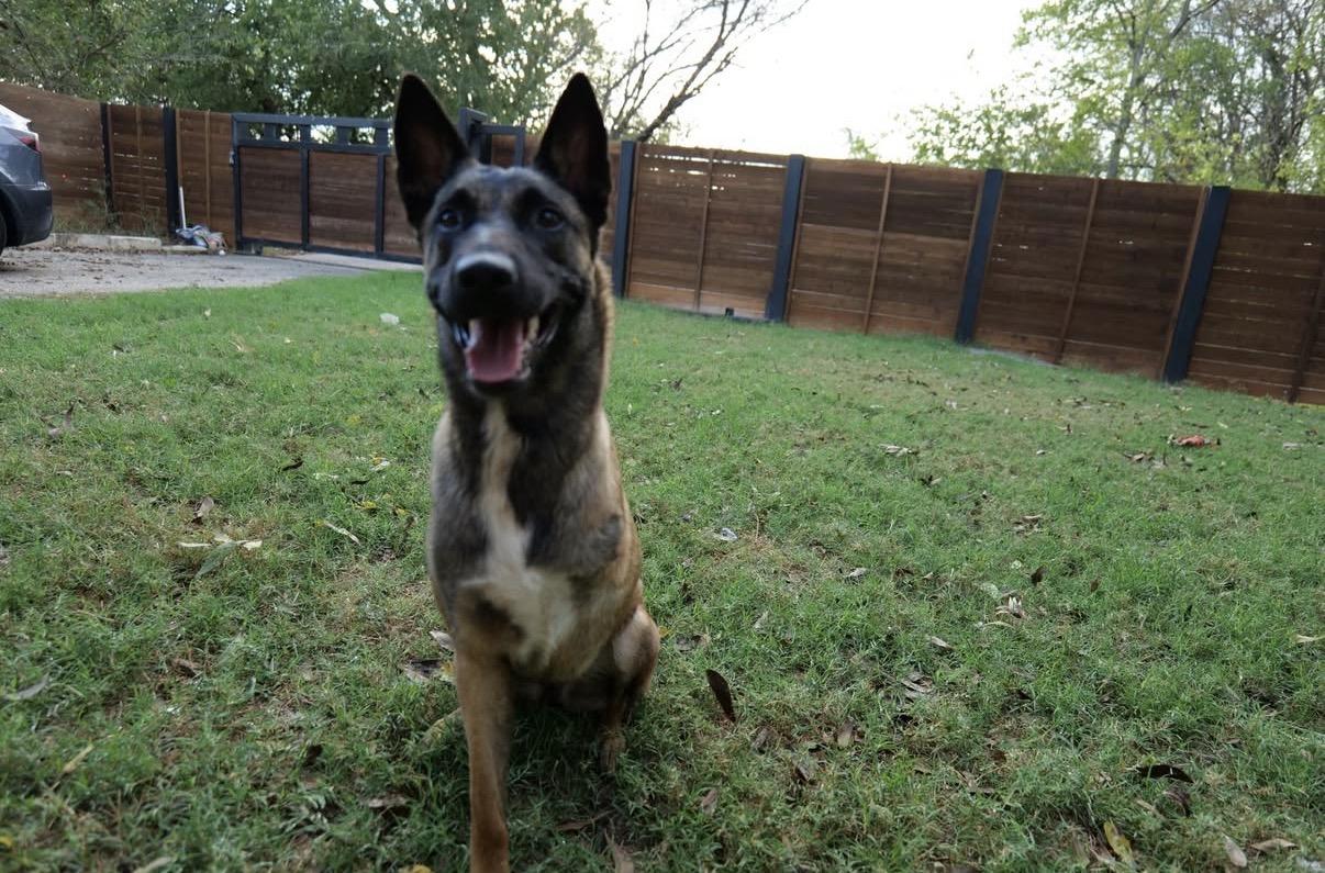 Aggie, a Adoptable mixed breed in Pflugerville, TX image 4/6