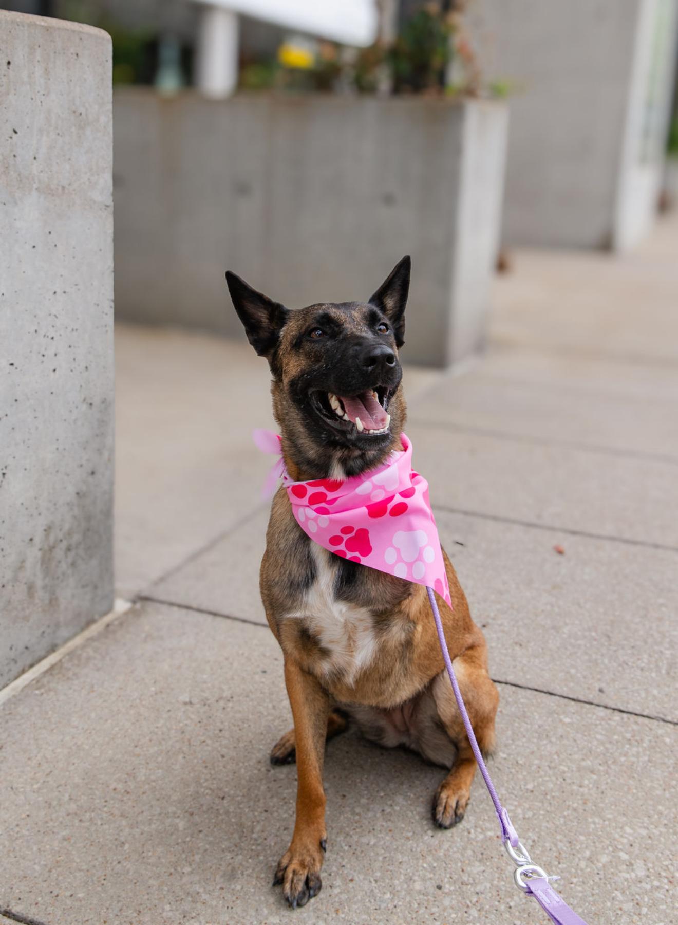 Aggie, a Adoptable mixed breed in Pflugerville, TX image 1/6