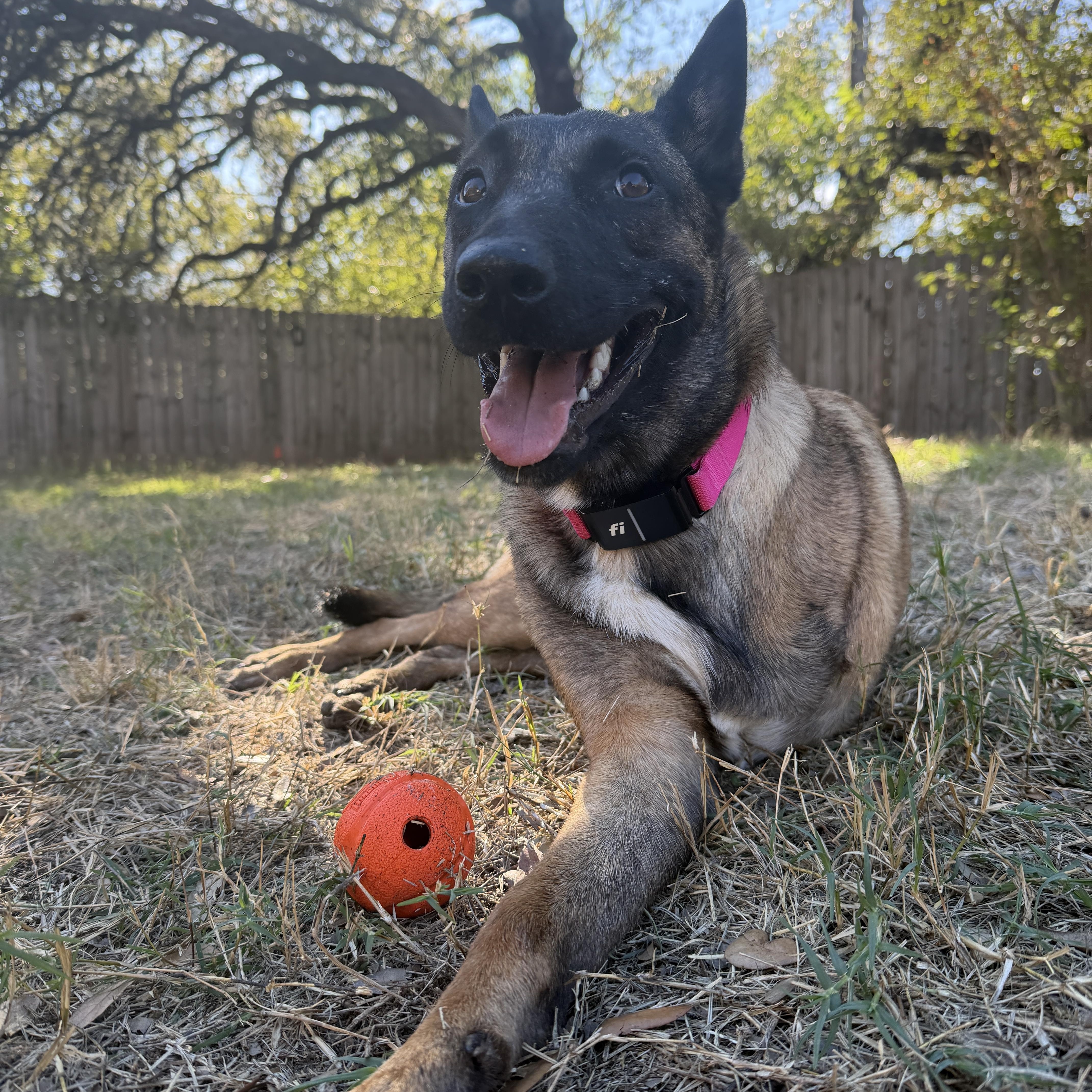 Aggie, a Adoptable mixed breed in Pflugerville, TX image 3/6