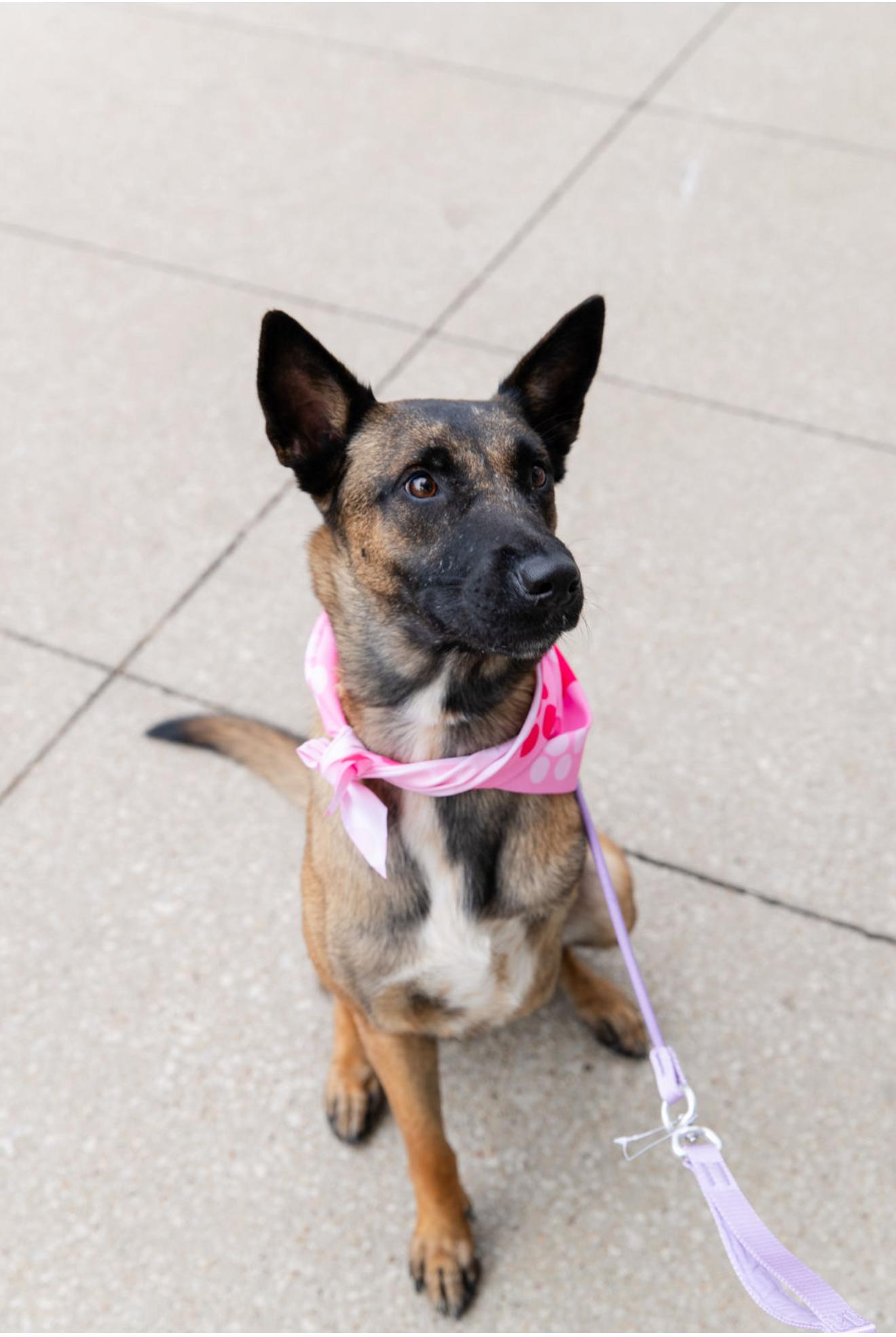 Aggie, a Adoptable mixed breed in Pflugerville, TX image 2/6