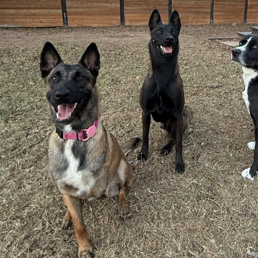 Aggie, a Adoptable mixed breed in Pflugerville, TX image 6/6