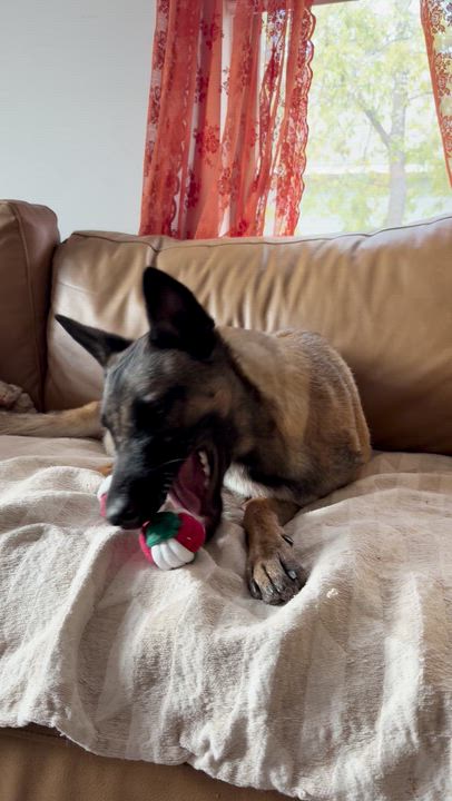 Enlarge Aggie, a Adoptable mixed breed in Pflugerville, TX video 5/6