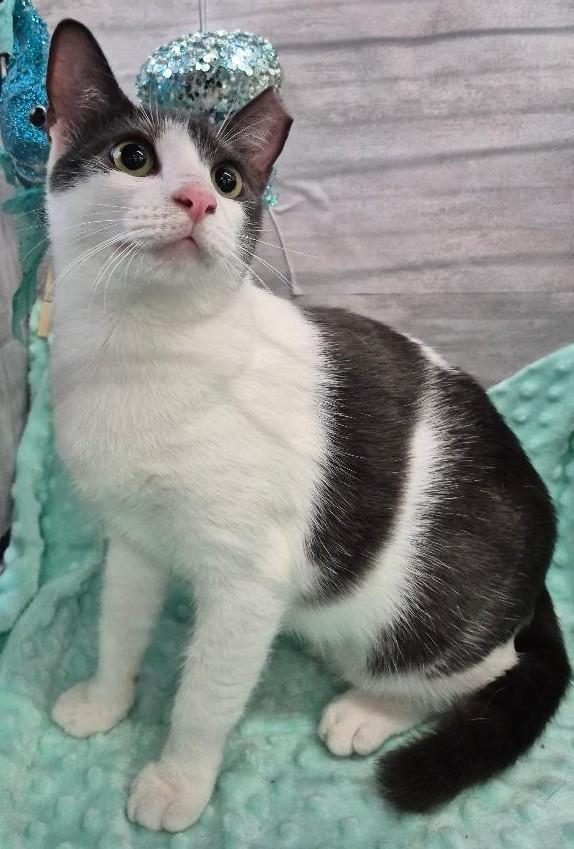 Enlarge Daisy, a Adoptable American Shorthair in Ocean Springs, MS image 4/5