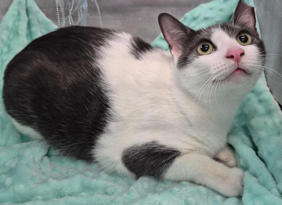Enlarge Daisy, a Adoptable American Shorthair in Ocean Springs, MS image 2/5