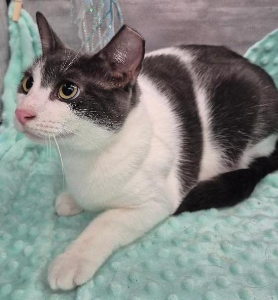 Enlarge Daisy, a Adoptable American Shorthair in Ocean Springs, MS image 5/5