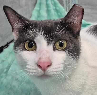 Daisy, Adoptable, Young Female American Shorthair.