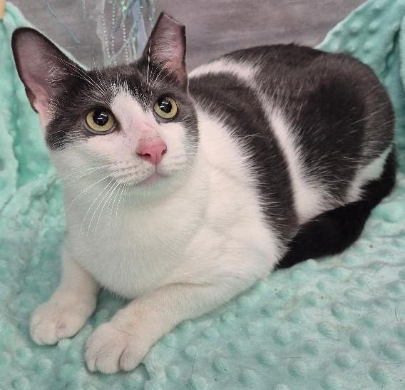 Enlarge Daisy, a Adoptable American Shorthair in Ocean Springs, MS image 3/5