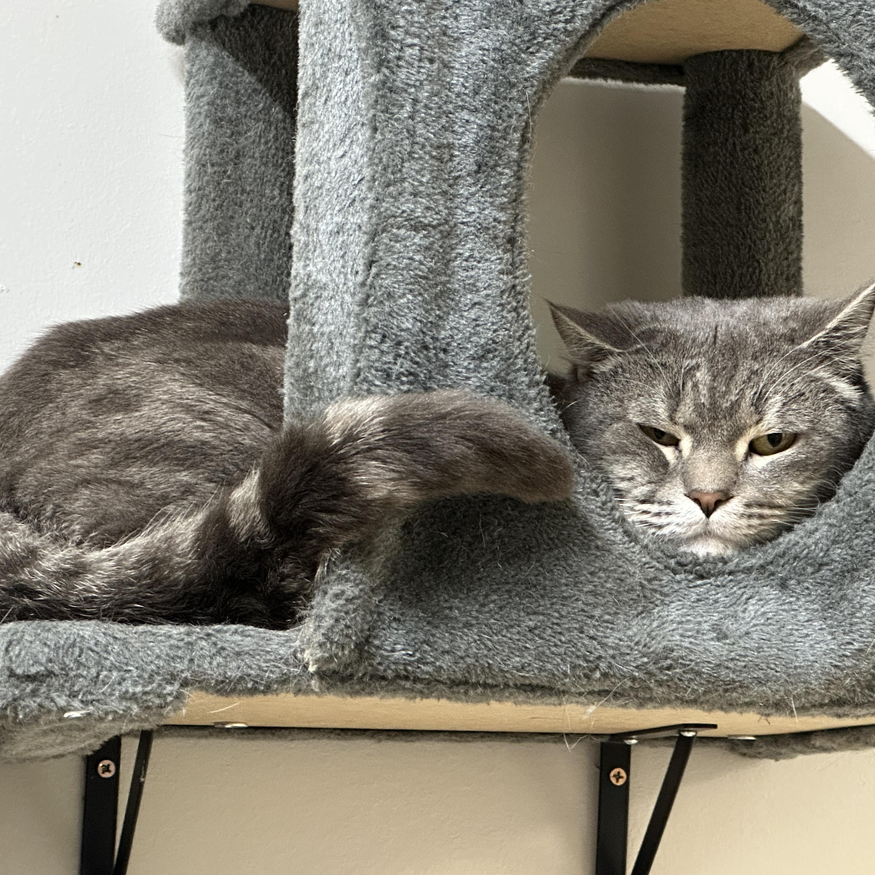 Enlarge Stormcloud, a ADOPTABLE Domestic Short Hair in Converse, TX image 4/4