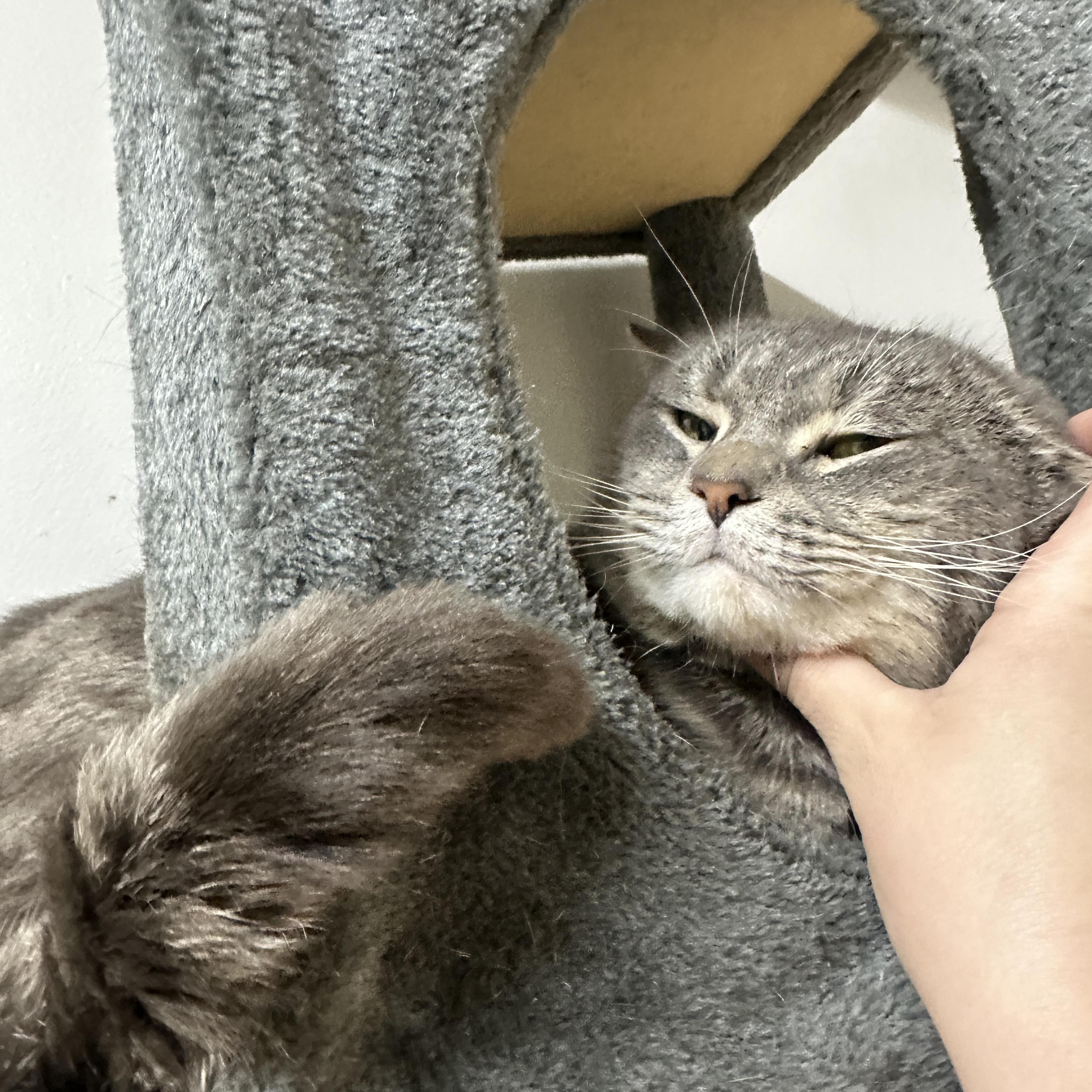 Enlarge Stormcloud, a ADOPTABLE Domestic Short Hair in Converse, TX image 2/4