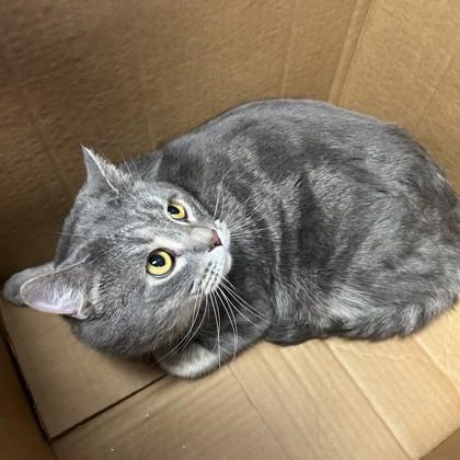 Stormcloud, ADOPTABLE, Adult Male Domestic Short Hair.