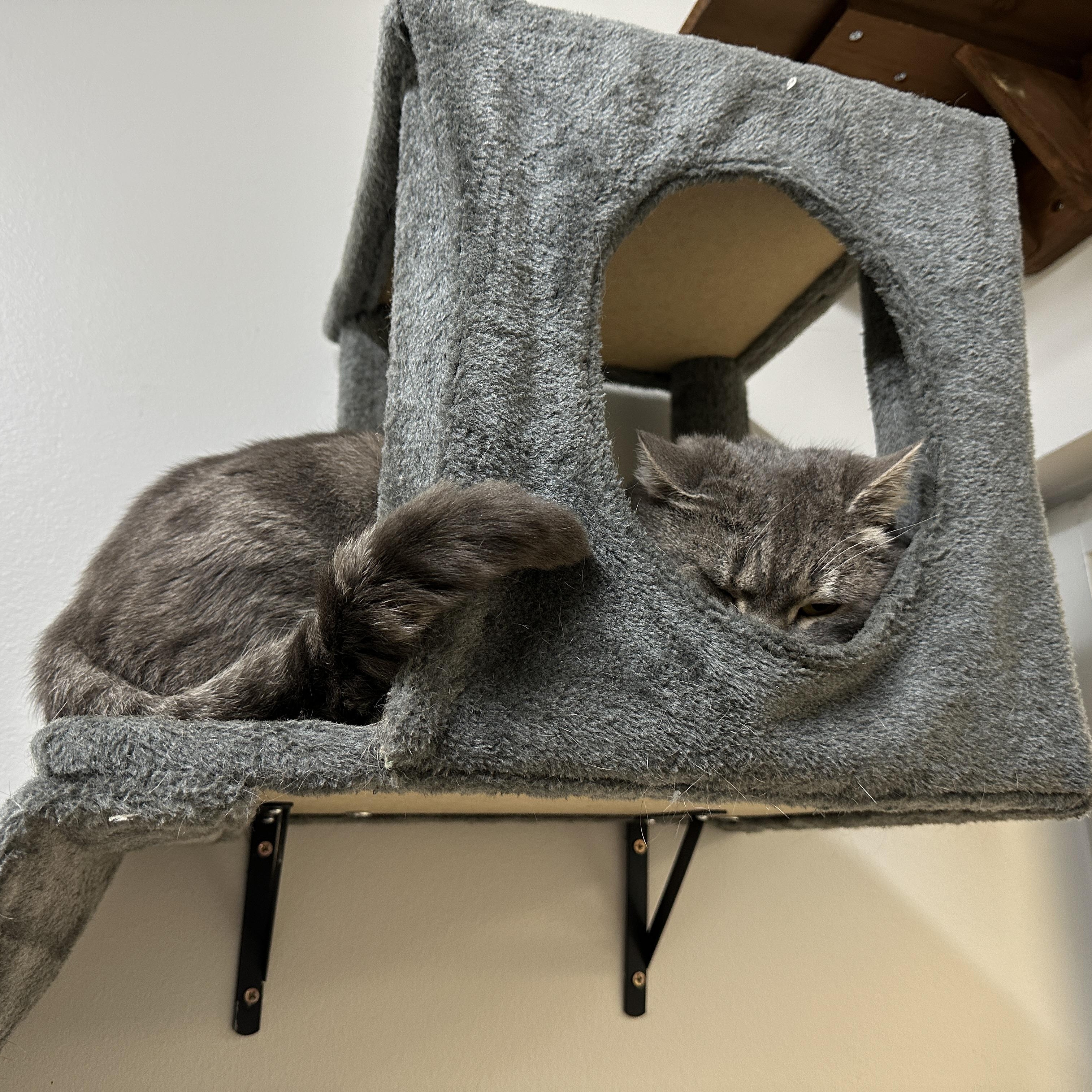 Enlarge Stormcloud, a ADOPTABLE Domestic Short Hair in Converse, TX image 3/4