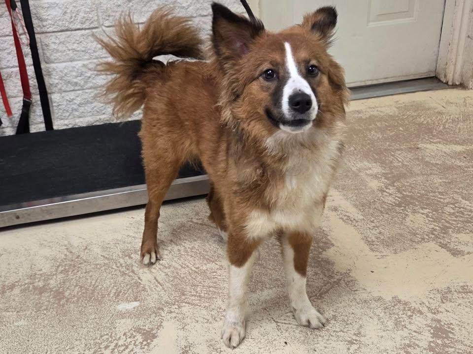 Enlarge Diane, an adopted mixed breed in Saint George, UT image 1/1