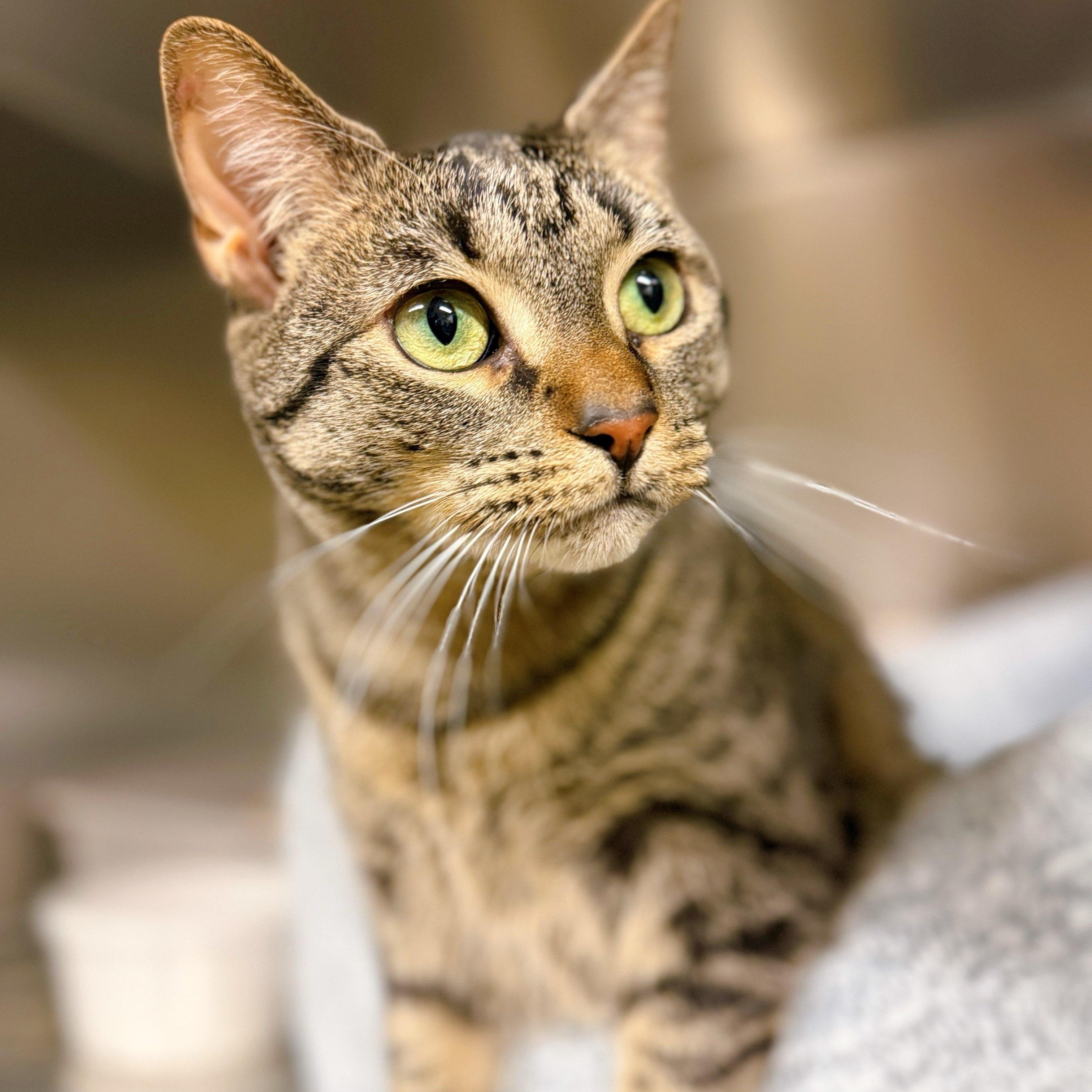 Cat Cora