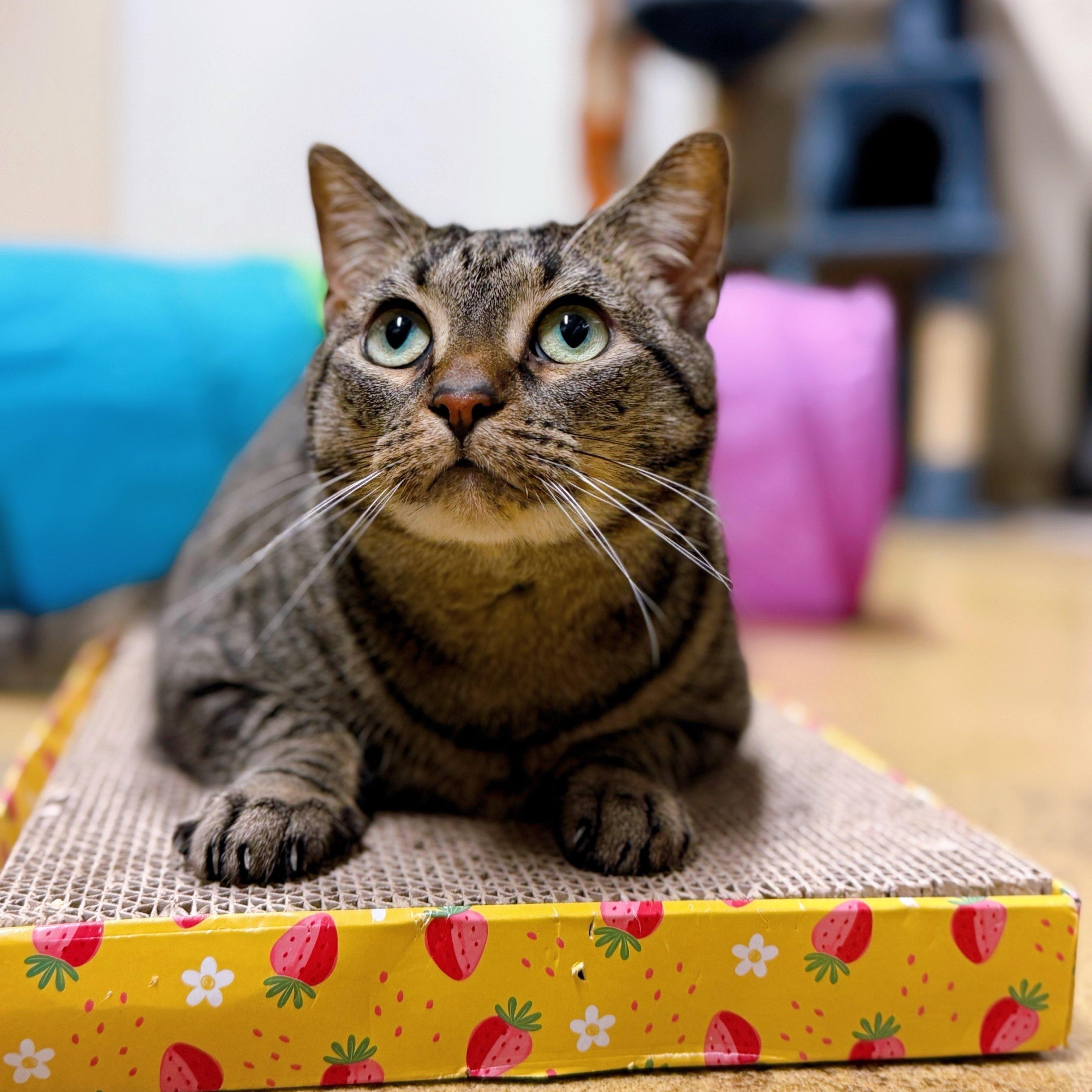 Cat Cora