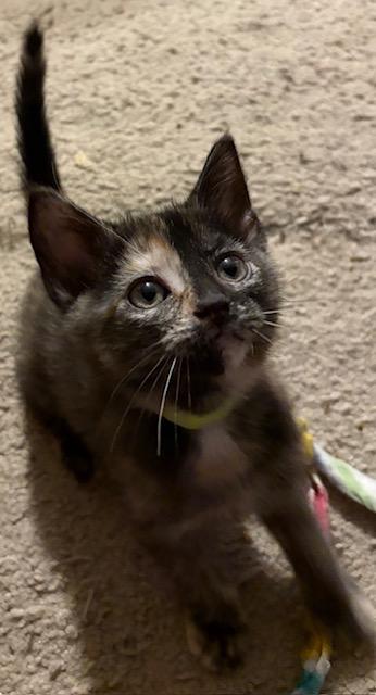 Enlarge Dorothy, an adopted Domestic Short Hair in Chesapeake Beach, MD image 2/2