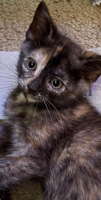 Enlarge Dorothy, an adopted Domestic Short Hair in Chesapeake Beach, MD image 1/2