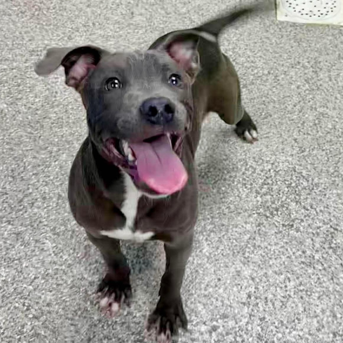Grey, ADOPTABLE, Puppy Male American Staffordshire Terrier & American Bully.