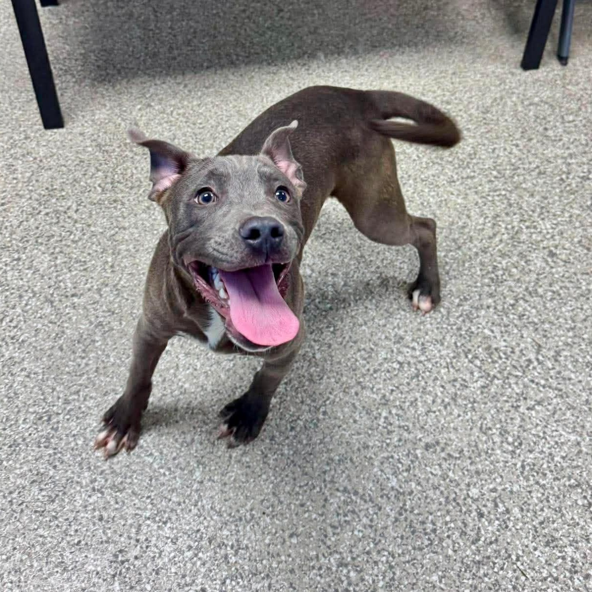 Enlarge Grey, a ADOPTABLE mixed breed in Newington, CT image 3/4