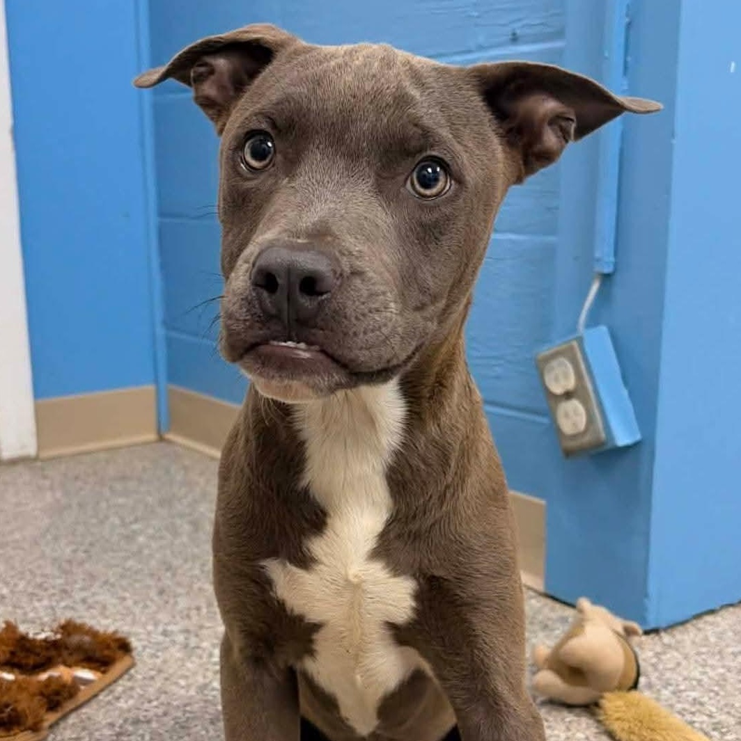 Grey, ADOPTABLE, Puppy Male American Staffordshire Terrier & American Bully.