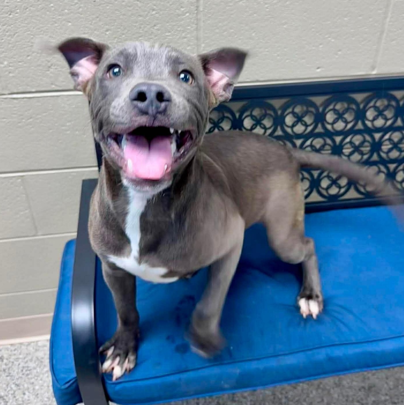Enlarge Grey, a ADOPTABLE mixed breed in Newington, CT image 2/4