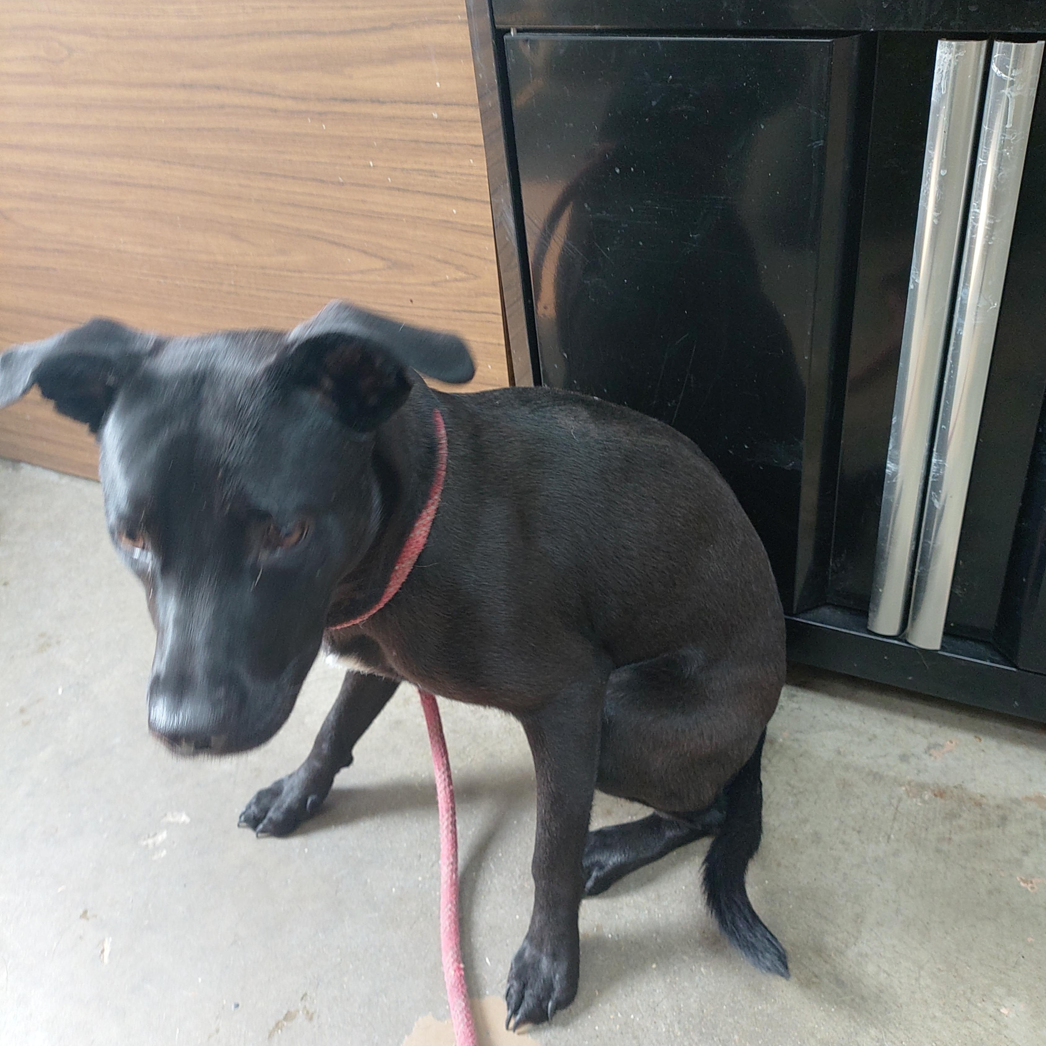 26-075, a ADOPTABLE mixed breed in Carrollton, OH image 3/3