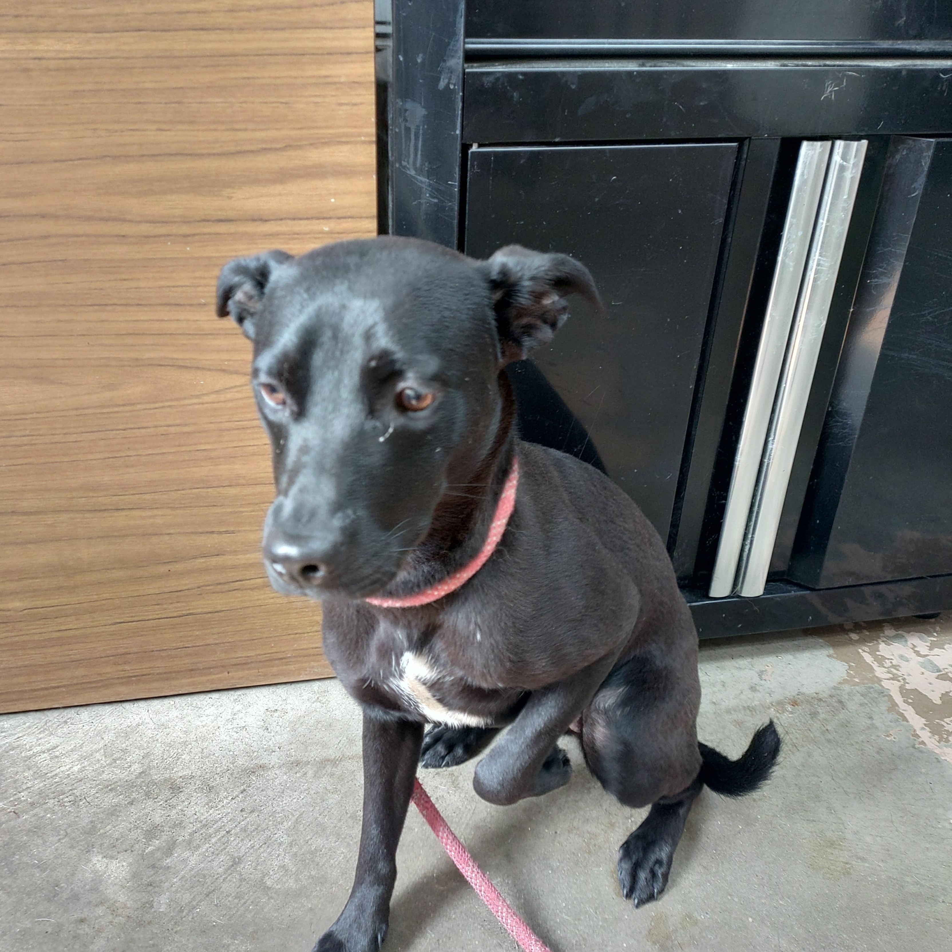26-075, a ADOPTABLE mixed breed in Carrollton, OH image 1/3