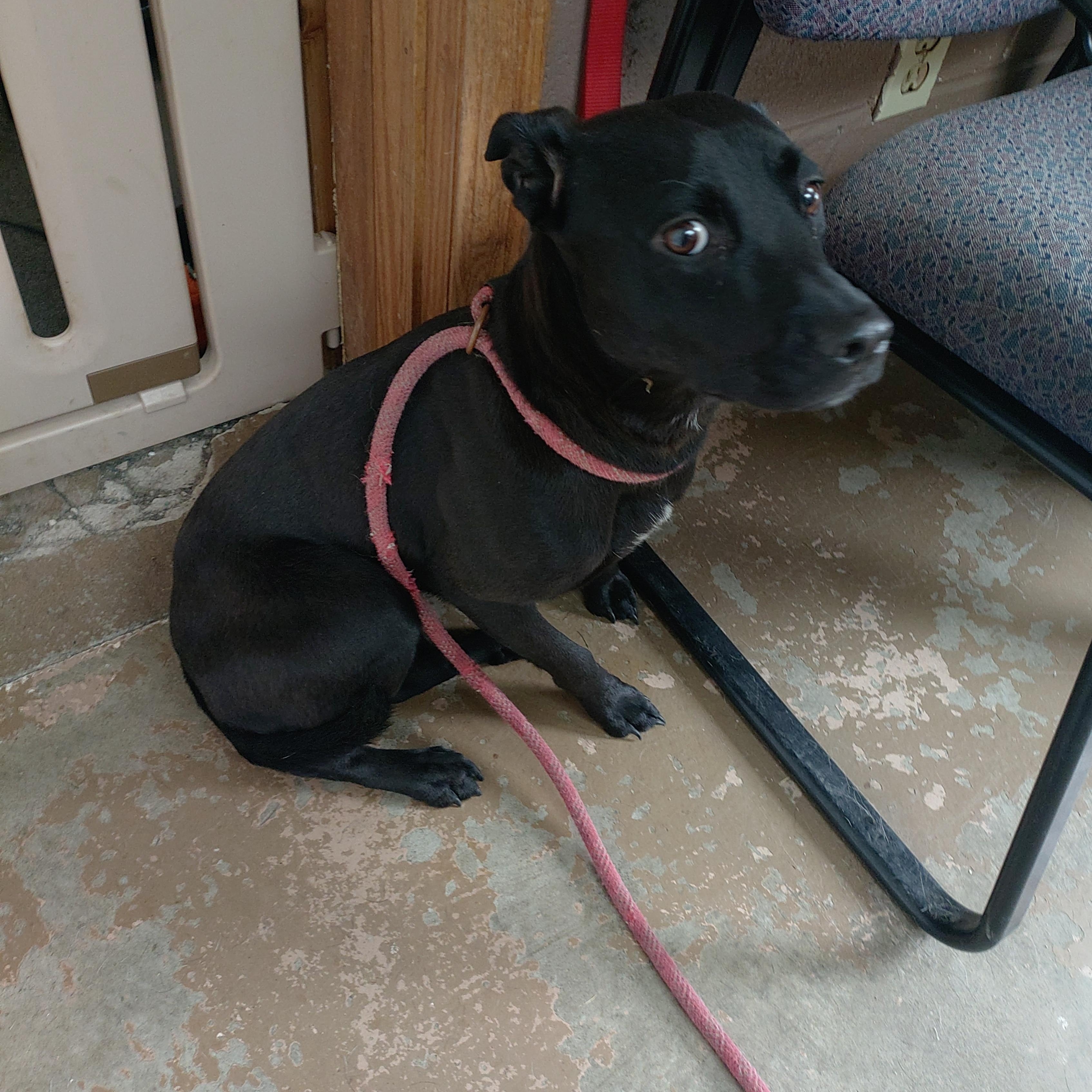 26-075, a ADOPTABLE mixed breed in Carrollton, OH image 2/3