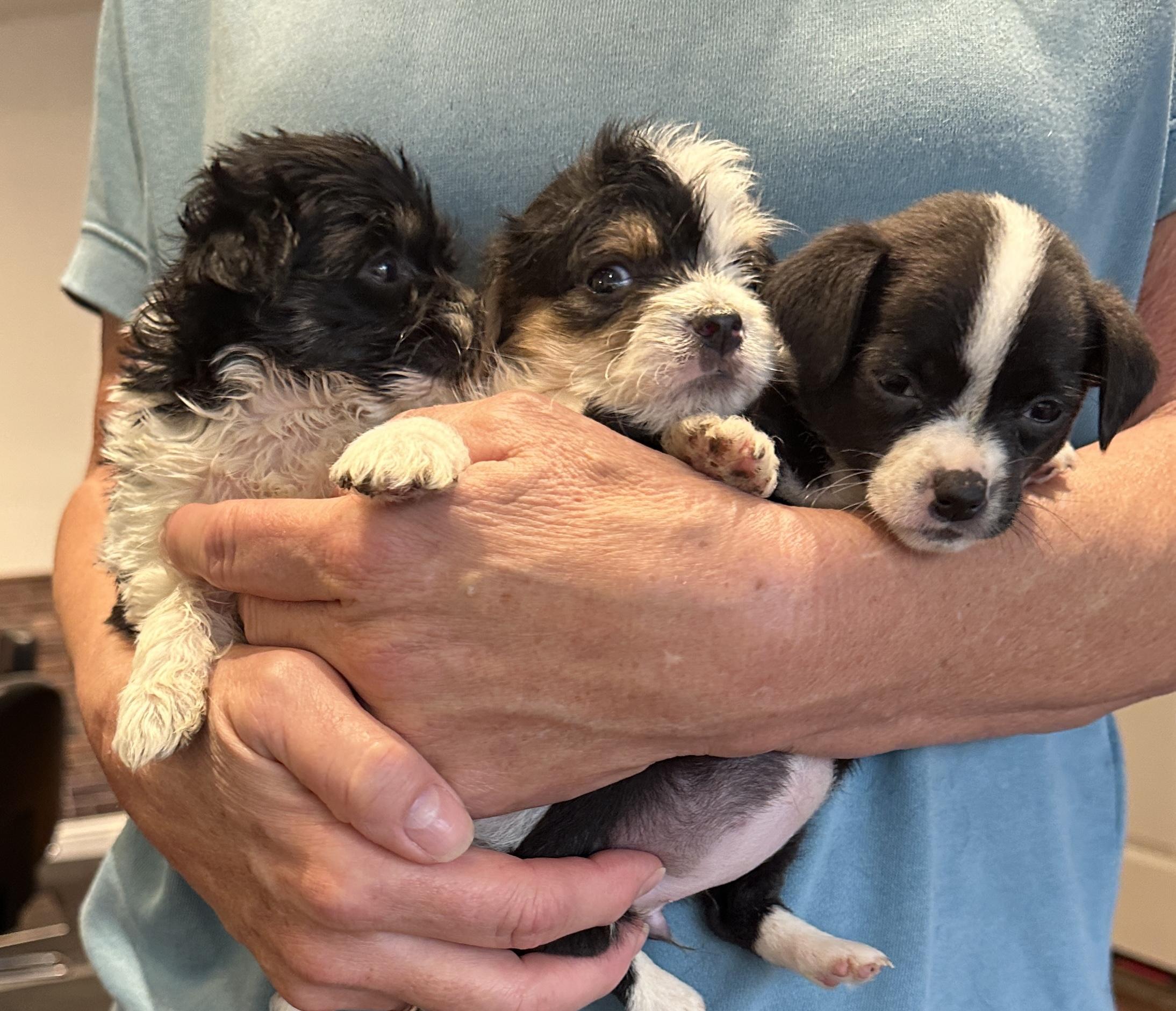 Enlarge Joe Hardy, a ADOPTABLE mixed breed in Penryn, CA image 3/4
